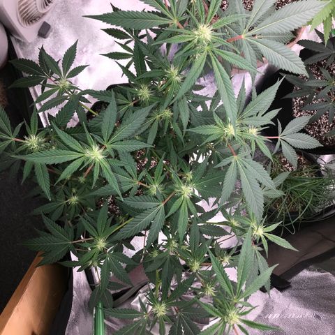 Step Child p1/c4 growlog photo: Early & heavy top dress w all essentials 