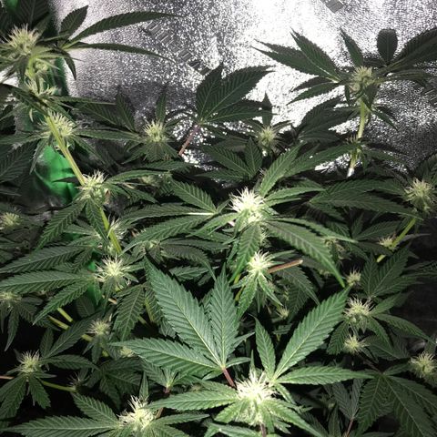 Step Child p1/c4 growlog timeline photo