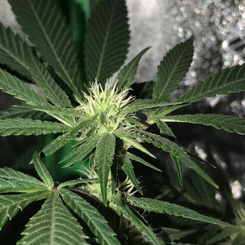 Step Child p1/c4 growlog timeline photo