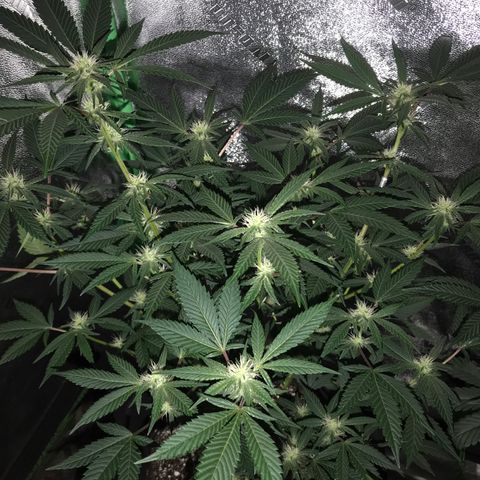 Step Child p1/c4 growlog timeline photo