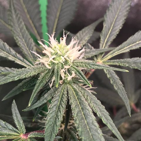 Step Child p1/c4 growlog timeline photo