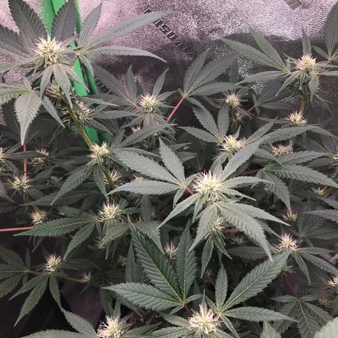 Step Child p1/c4 growlog timeline photo