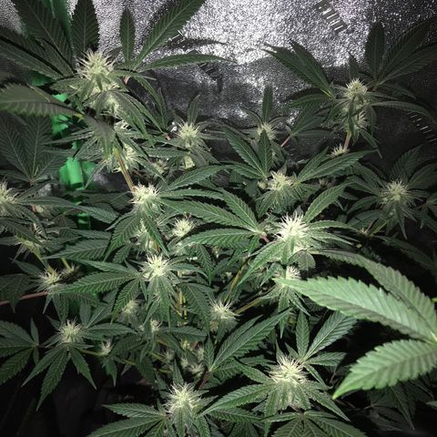 Step Child p1/c4 growlog timeline photo