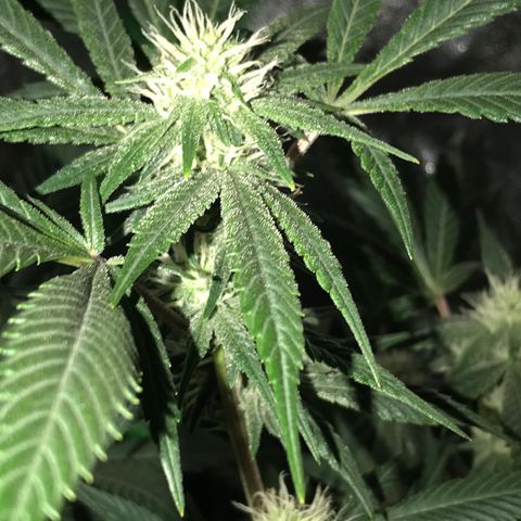 Step Child p1/c4 growlog timeline photo