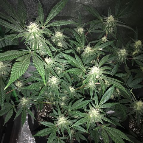 Step Child p1/c4 growlog timeline photo