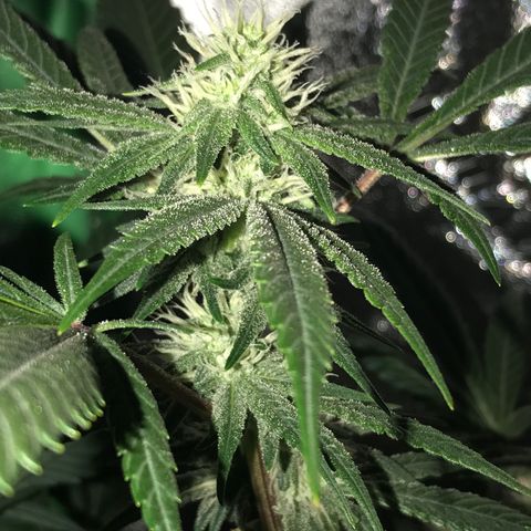 Step Child p1/c4 growlog timeline photo