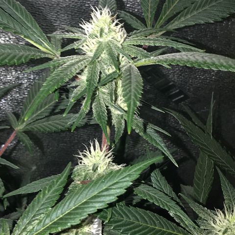 Step Child p1/c4 growlog timeline photo