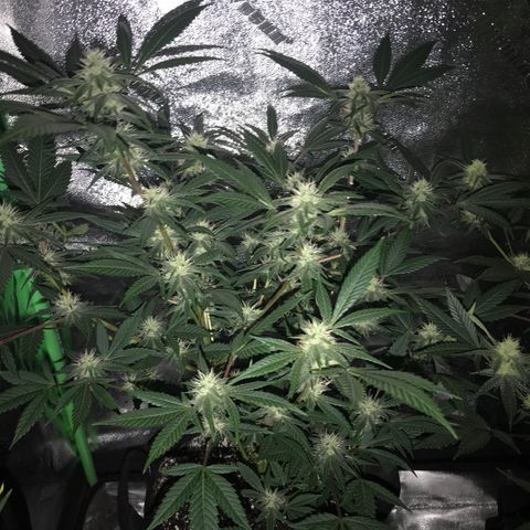Step Child p1/c4 growlog timeline photo