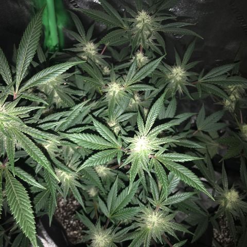 Step Child p1/c4 growlog timeline photo