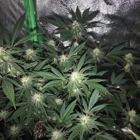Step Child p1/c4 growlog timeline photo