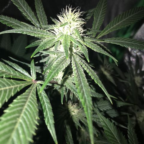 Step Child p1/c4 growlog timeline photo