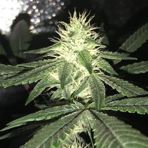 Step Child p1/c4 growlog timeline photo