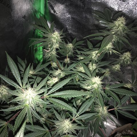 Step Child p1/c4 growlog timeline photo