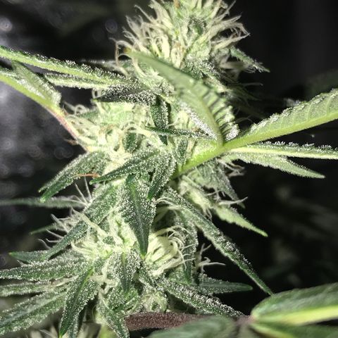 Step Child p1/c4 growlog timeline photo