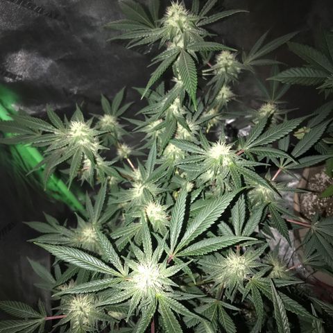 Step Child p1/c4 growlog timeline photo
