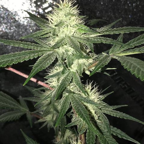 Step Child p1/c4 growlog timeline photo