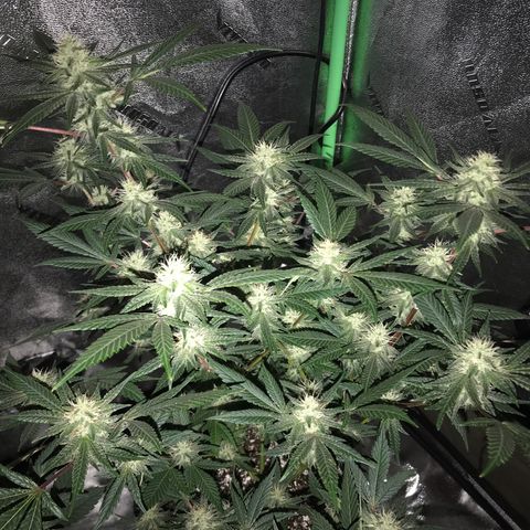 Step Child p1/c4 growlog timeline photo