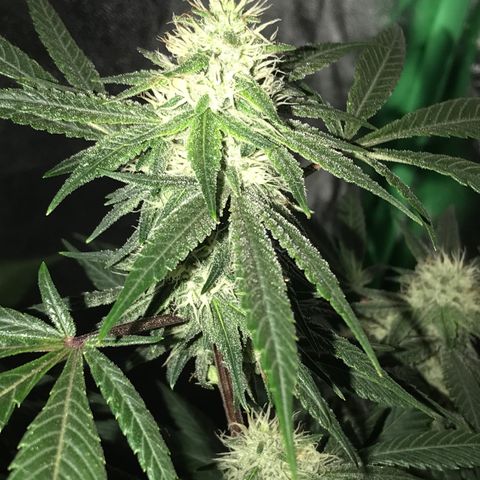 Step Child p1/c4 growlog timeline photo