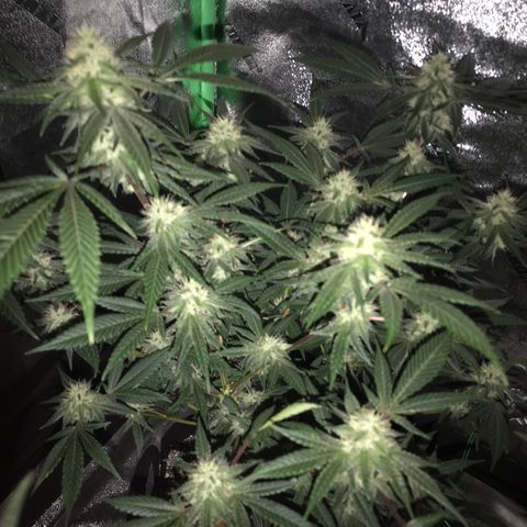 Step Child p1/c4 growlog timeline photo