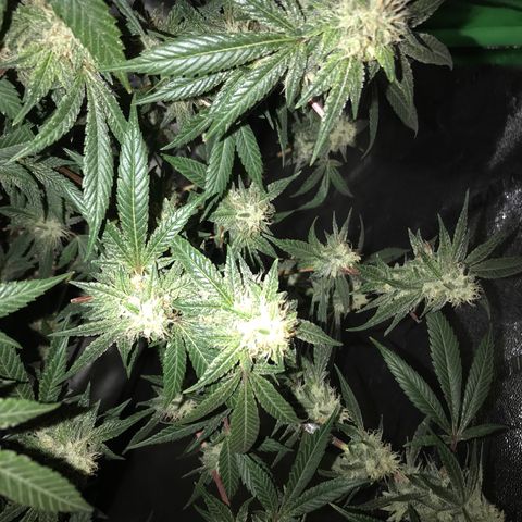 Step Child p1/c4 growlog timeline photo