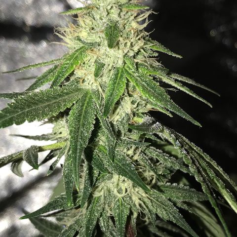 Step Child p1/c4 growlog timeline photo