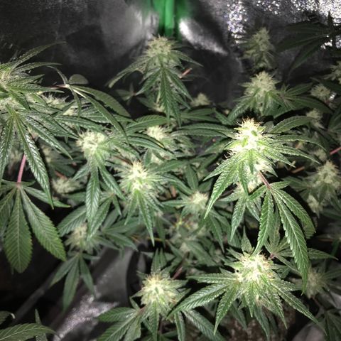 Step Child p1/c4 growlog timeline photo