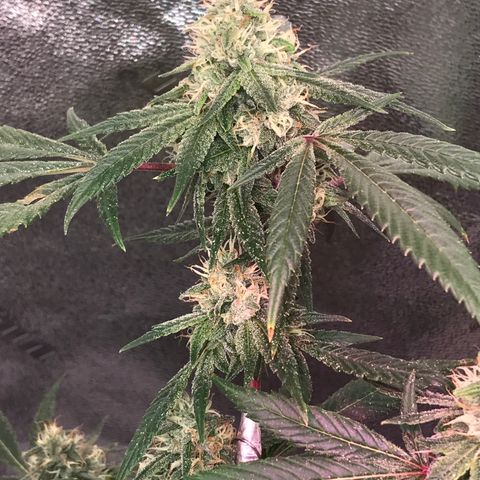 Step Child p1/c4 growlog timeline photo