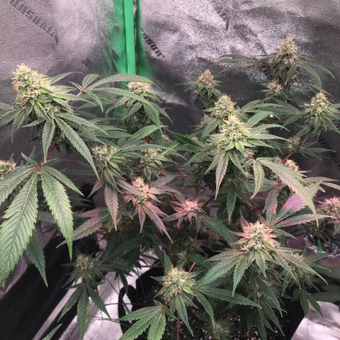 Step Child p1/c4 growlog timeline photo