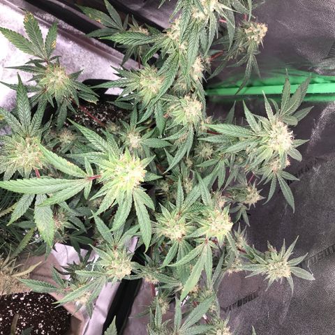 Step Child p1/c4 growlog timeline photo