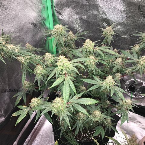 Step Child p1/c4 growlog timeline photo