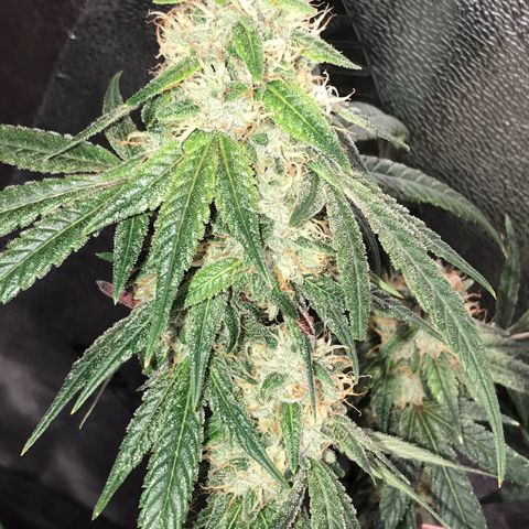 Step Child p1/c4 growlog timeline photo