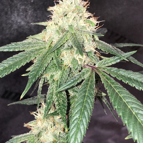 Step Child p1/c4 growlog timeline photo