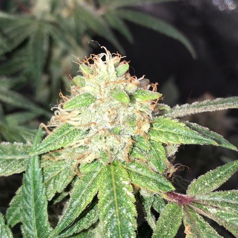 Step Child p1/c4 growlog timeline photo