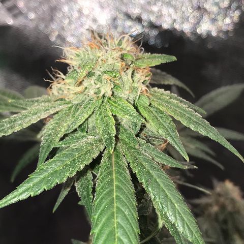 Step Child p1/c4 growlog timeline photo