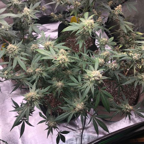 Step Child p1/c4 growlog timeline photo