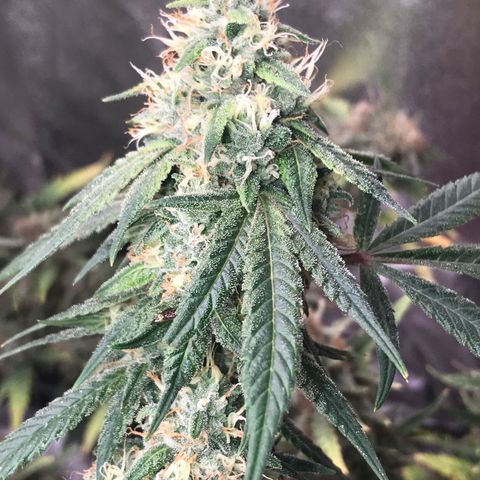 Step Child p1/c4 growlog timeline photo
