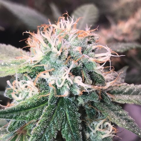 Step Child p1/c4 growlog timeline photo