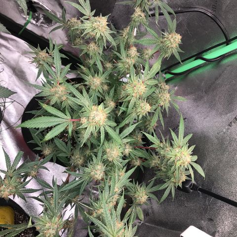 Step Child p1/c4 growlog timeline photo