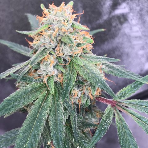Step Child p1/c4 growlog timeline photo