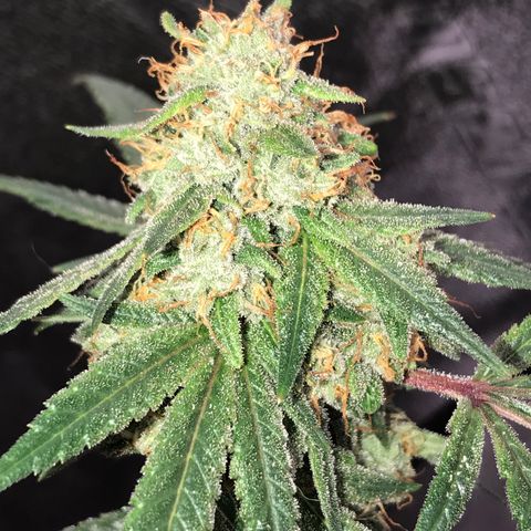 Step Child p1/c4 growlog timeline photo