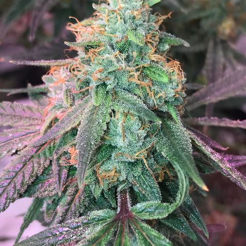 Step Child p1/c4 growlog timeline photo