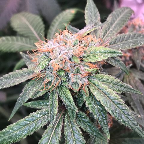 Step Child p1/c4 growlog timeline photo