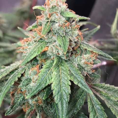 Step Child p1/c4 growlog timeline photo