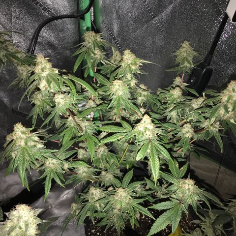 Step Child p1/c4 growlog timeline photo