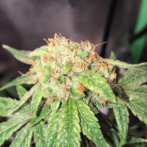 Step Child p1/c4 growlog timeline photo