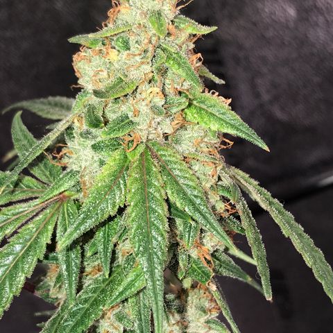 Step Child p1/c4 growlog timeline photo