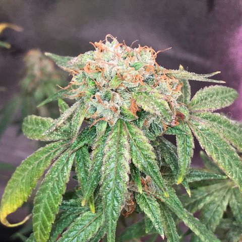 Step Child p1/c4 growlog timeline photo