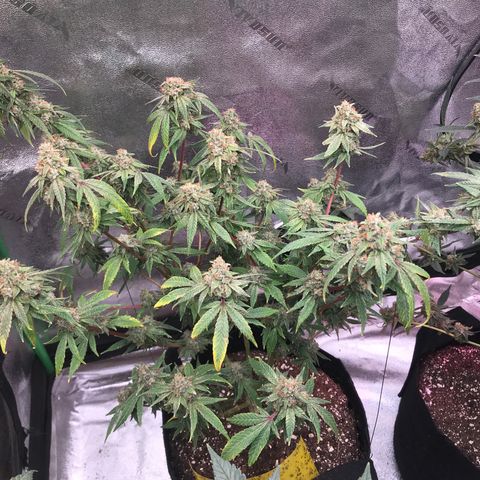 Step Child p1/c4 growlog timeline photo