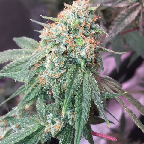 Step Child p1/c4 growlog timeline photo