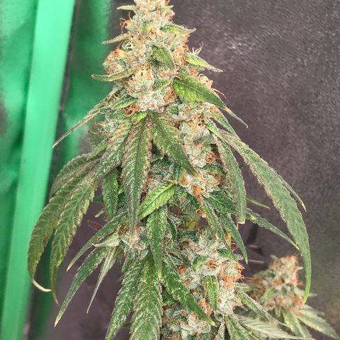 Step Child p1/c4 growlog timeline photo